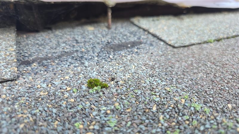 Extreme close-up of an asphalt shingle surface at the eave. A tuft of green moss is rooted between the granules, with smaller lichen patches spreading around it, and a dark streak of bare asphalt runs across the shingle behind it.